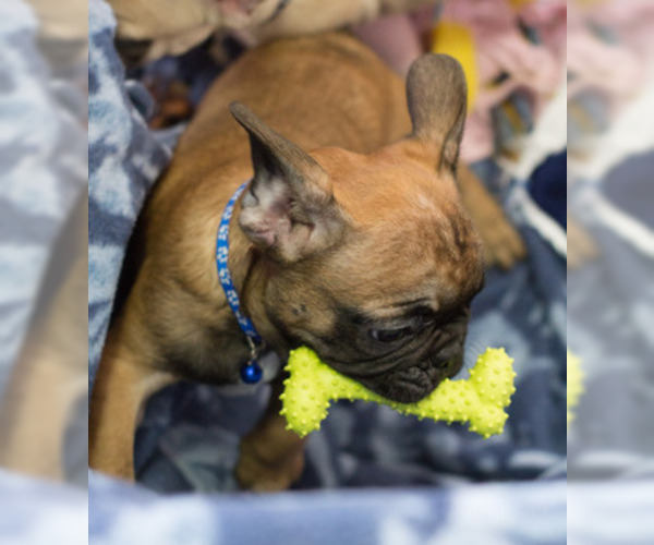 Medium Photo #5 French Bulldog Puppy For Sale in MILWAUKEE, WI, USA