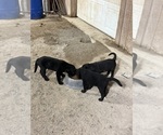 Small #3 Australian Cattle Dog-Labrador Retriever Mix