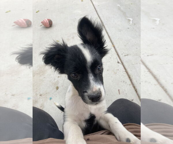 Medium Photo #3 Border Collie-Collie Mix Puppy For Sale in San Diego, CA, USA