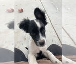 Small #2 Border Collie-Collie Mix