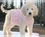 Small Photo #10 Goldendoodle Puppy For Sale in TIMBERLAKE, NC, USA