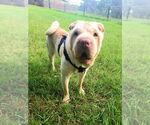 Small Chinese Shar-Pei
