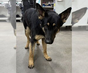 German Shepherd Dog-Unknown Mix Dogs for adoption in Forestville, MD, USA