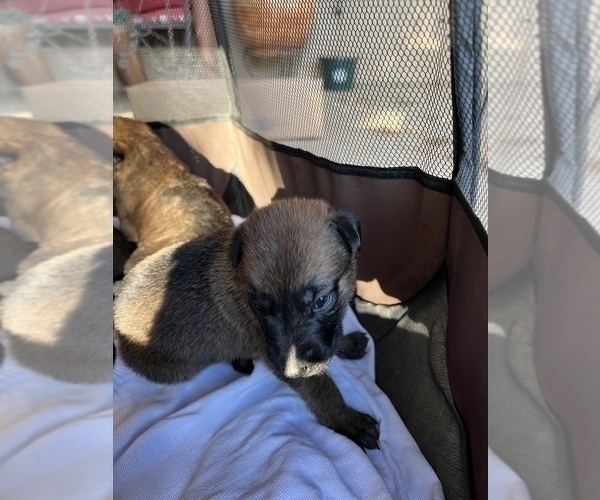 Medium Photo #2 Malinois Puppy For Sale in LANCASTER, CA, USA