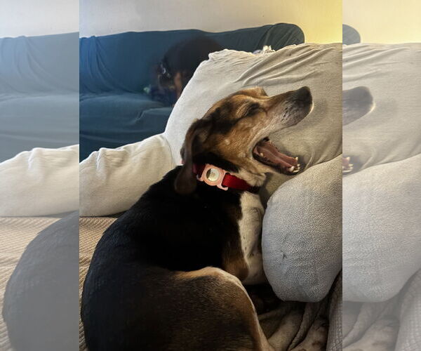 Medium Photo #5 Beagle Puppy For Sale in Tampa, FL, USA