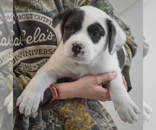 Medium Photo #3 American Bulldog-Unknown Mix Puppy For Sale in Huntley, IL, USA