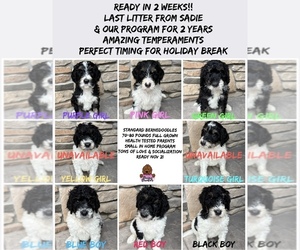 Bernedoodle Litter for sale in MEDINA, OH, USA