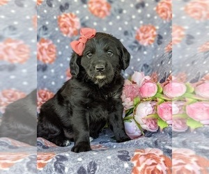 Miniature Labradoodle Puppy for sale in GLEN ROCK, PA, USA