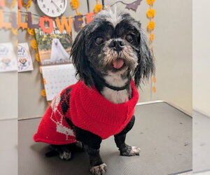 Mutt Dogs for adoption in Las Vegas, NV, USA
