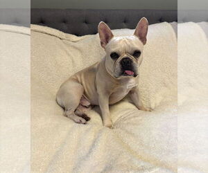 French Bulldog Dogs for adoption in St. Louis Park, MN, USA