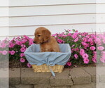 Small Photo #18 English Cream Golden Retriever Puppy For Sale in ATHENS, WI, USA