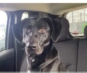 Labrador Retriever-Unknown Mix Dogs for adoption in LOGANVILLE, GA, USA