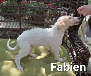 Borzoi Puppy for Sale in YUCAIPA, California USA