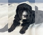 Small Photo #8 Miniature Bernedoodle Puppy For Sale in SILVERTON, OR, USA
