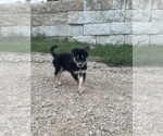 Puppy 7 Alaskan Husky-Border Collie Mix