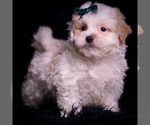 Small Photo #125 Maltipoo (Miniature) Puppy For Sale in WARSAW, IN, USA