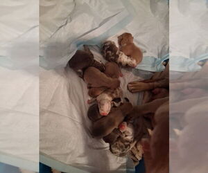 American Bully Puppy for sale in DEL RIO, TX, USA