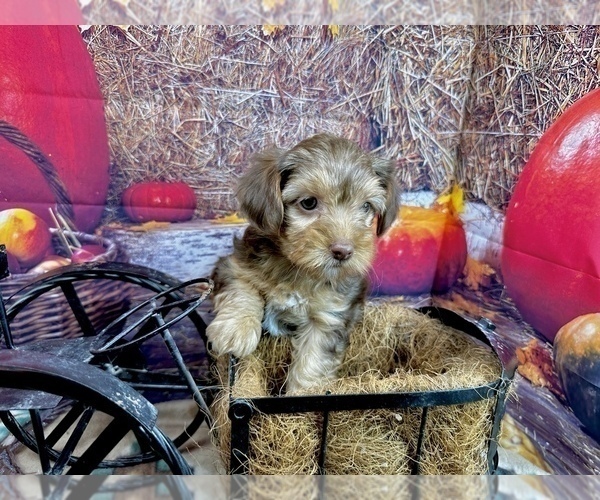 Medium Photo #2 Morkie Puppy For Sale in CASSVILLE, MO, USA