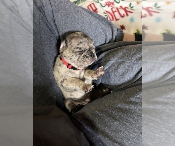 Medium Photo #8 Pug Puppy For Sale in BLOOMINGTON, IL, USA