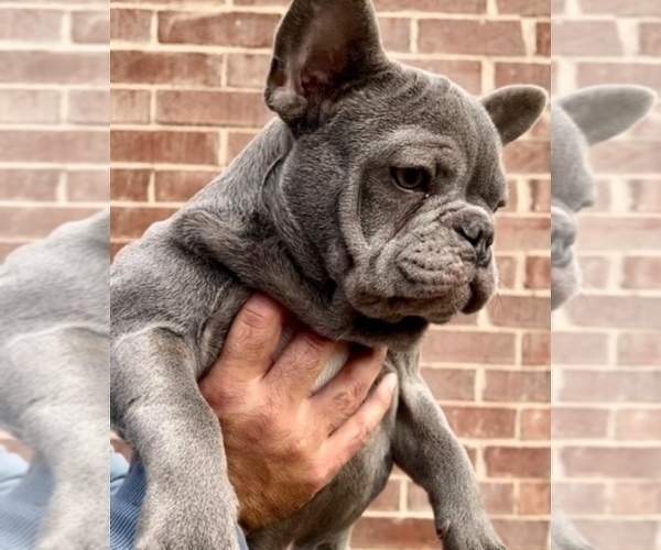 Medium Photo #5 French Bulldog Puppy For Sale in FLOWER MOUND, TX, USA