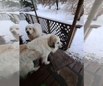 Small Photo #1 Great Pyrenees Puppy For Sale in BANCROFT, WI, USA