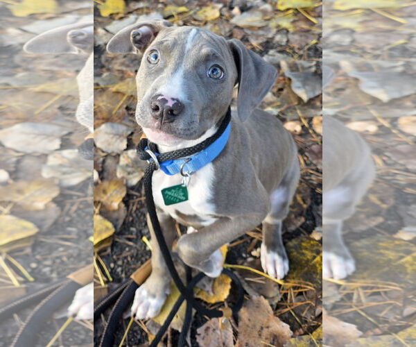 Medium Photo #1 American Pit Bull Terrier-Unknown Mix Puppy For Sale in Clarkston, MI, USA