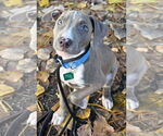 Small American Pit Bull Terrier Mix