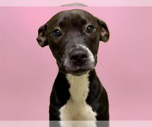 American Pit Bull Terrier-Unknown Mix Dogs for adoption in Tulsa, OK, USA