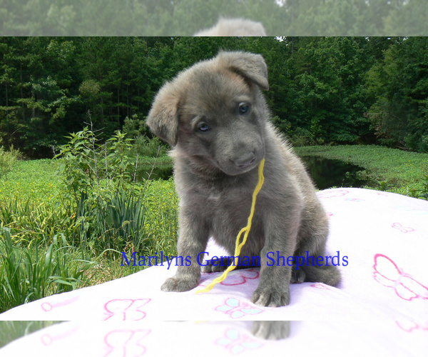 Medium Photo #2 German Shepherd Dog Puppy For Sale in PIEDMONT, MO, USA