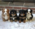 Small Photo #4 Miniature Bernedoodle Puppy For Sale in FREDERICKSBRG, PA, USA