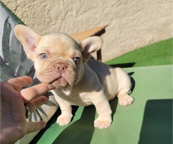 Medium Photo #9 French Bulldog Puppy For Sale in LAS VEGAS, NV, USA