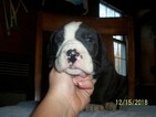 Small Photo #8 Great Dane Puppy For Sale in SPRAGGS, PA, USA