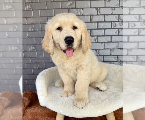 Medium Photo #8 English Cream Golden Retriever Puppy For Sale in OCALA, FL, USA