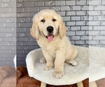 Small #7 English Cream Golden Retriever