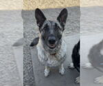 Small #21 German Shepherd Dog Mix