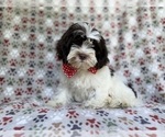 Small #1 ShihPoo