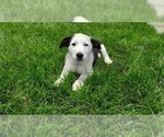Puppy Flopsy Shollie