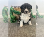 Puppy 2 Australian Shepherd