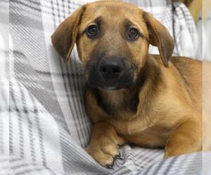 Mutt Dogs for adoption in Thief River Falls, MN, USA