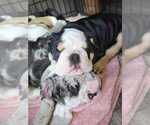 Small Photo #5 English Bulldog Puppy For Sale in ARGYLE, TX, USA