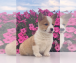 Small Photo #3 Pembroke Welsh Corgi Puppy For Sale in FREDERICKSBG, OH, USA