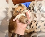 Pumpkin patched - Male Pomeranian Puppy for Sale - Photo #3