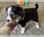 Small Photo #1 Australian Shepherd Puppy For Sale in VESTA, MN, USA