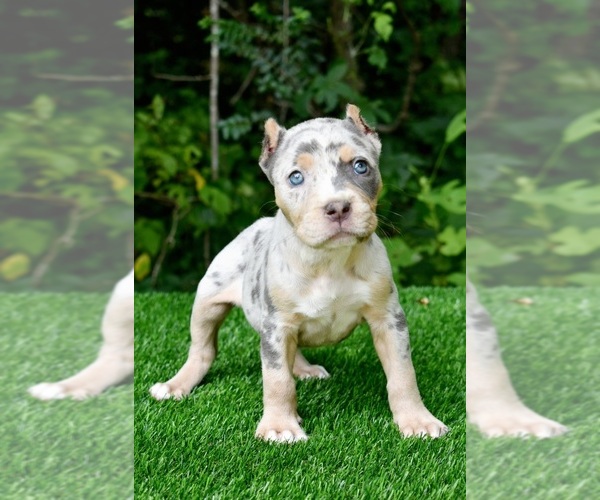 Medium Photo #1 American Bully Puppy For Sale in CLEVELAND, GA, USA