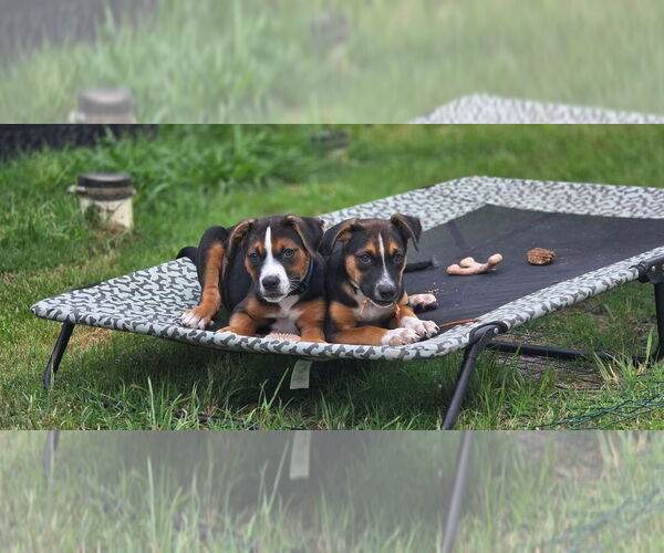 Medium Photo #15 Mutt Puppy For Sale in OKLAHOMA CITY, OK, USA