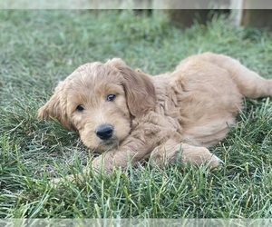 Goldendoodle Puppy for Sale in WATERTOWN, New York USA