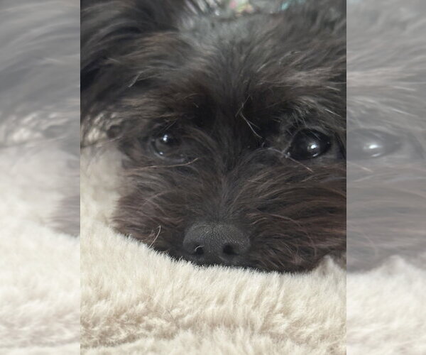 Medium Photo #7 Mutt Puppy For Sale in Mundelein, IL, USA