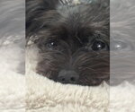 Small Photo #7 Mutt Puppy For Sale in Mundelein, IL, USA