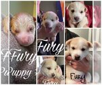 Puppy 3 Pomsky