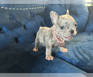 French Bulldog Puppy for sale in NEW YORK, NY, USA